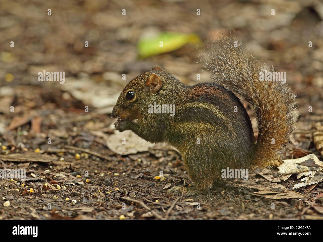 Indochinese Ground Squirrel (Menetes berdmorei) adult feeding on the ground Kaeng Krachan, Thailand            May Stock Photo