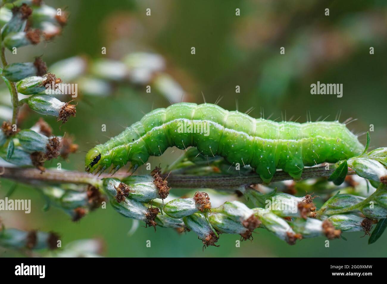 Closeup on the green caterpillar of the Silver Y moth, Autographa gamma ...