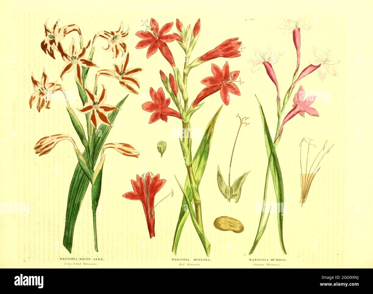 Watsonia (Iris) from Vol II of the book The universal herbal : or botanical, medical and agricultural dictionary : containing an account of all known plants in the world, arranged according to the Linnean system. Specifying the uses to which they are or may be applied By Thomas Green,  Published in 1816 by Nuttall, Fisher & Co. in Liverpool and Printed at the Caxton Press by H. Fisher Stock Photo