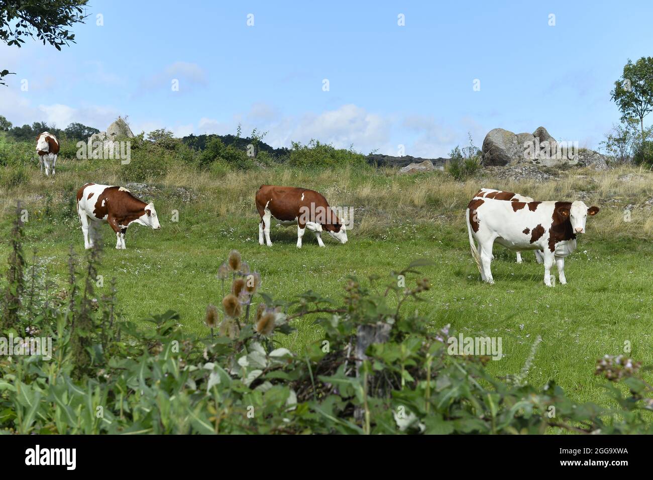 Herd of Cows - Olloix - Auvergne - France Stock Photo