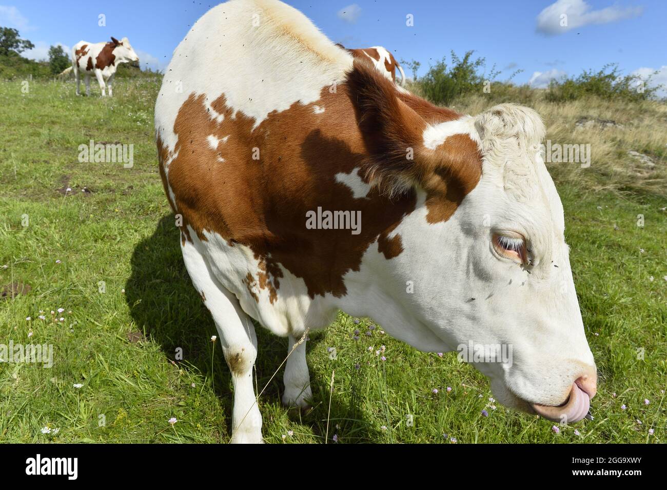 Herd of Cows - Olloix - Auvergne - France Stock Photo