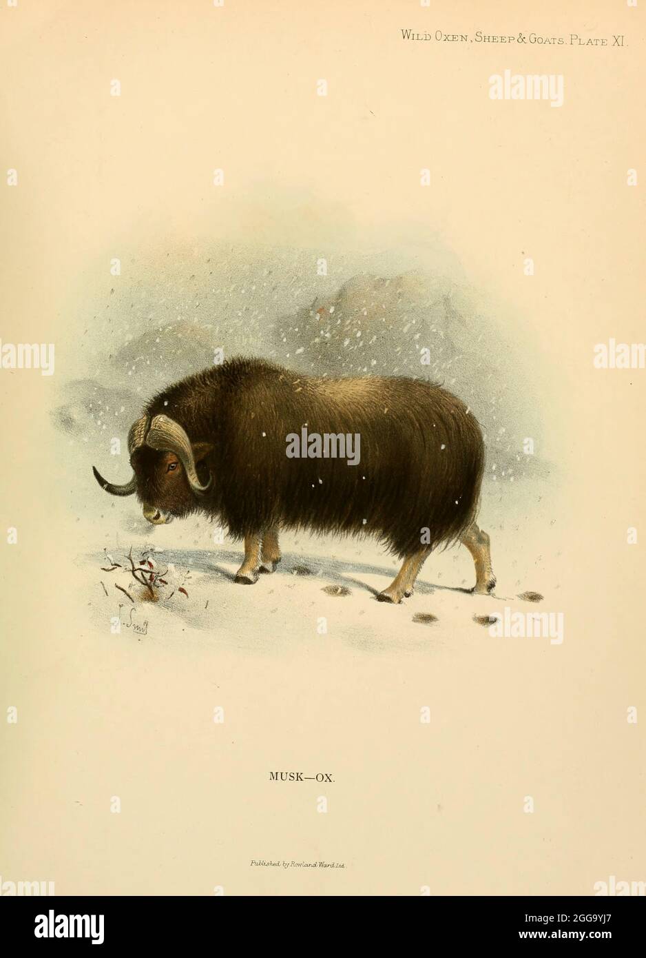 The muskox (Ovibos moschatus) also spelled musk ox and musk-ox is a hoofed mammal of the family Bovidae. Native to the Arctic, it is noted for its thick coat and for the strong odor emitted by males during the seasonal rut, from which its name derives. colour illustration From the book ' Wild oxen, sheep & goats of all lands, living and extinct ' by Richard Lydekker (1849-1915) Published in 1898 by Rowland Ward, London Stock Photo