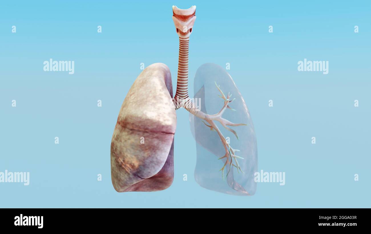 3d Illustration of Human Respiratory System Lungs Anatomy Concept. visible lung, pulmonary ventilation, Realistic high quality, 3d render Stock Photo