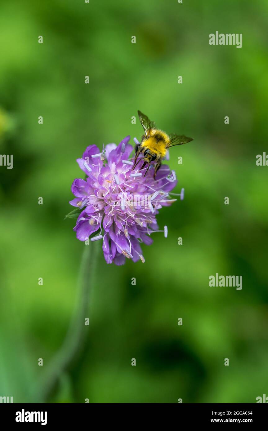 macro picutre of an bumblebee on a alpine flower in Valais Stock Photo