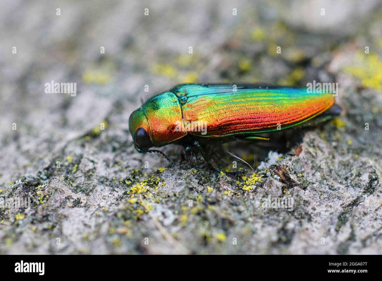 Closeup on a beautiful golden,  rare Mediteranean jewel beetle, Stock Photo