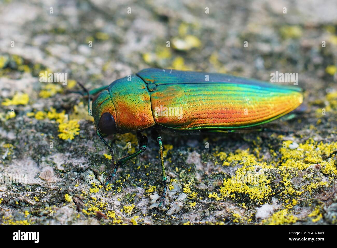 Closeup on a beautiful golden,  rare Mediteranean jewel beetle, Stock Photo
