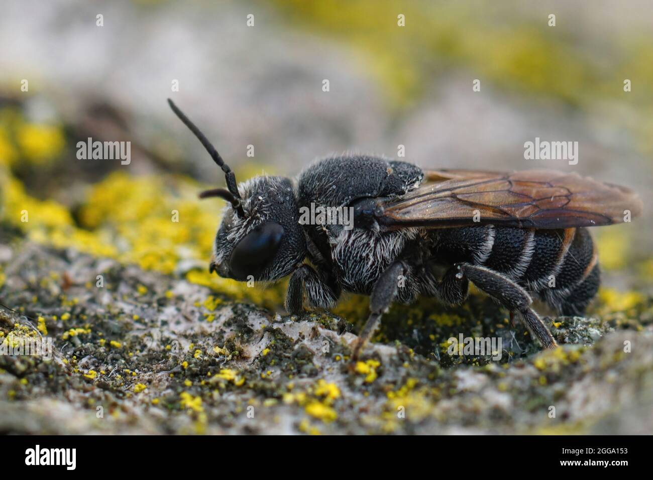 Closeup of a female dark cuckoo bee, Stelis simillim Stock Photo