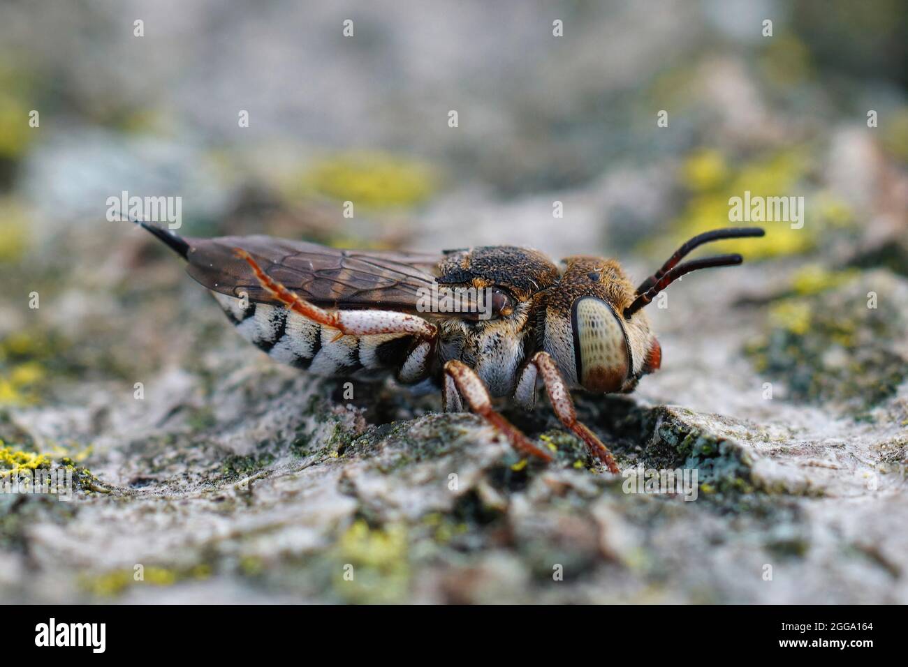 Closeup on a female of  t Thorn-tailed sharptail bee, Coelioxys acanthura Stock Photo