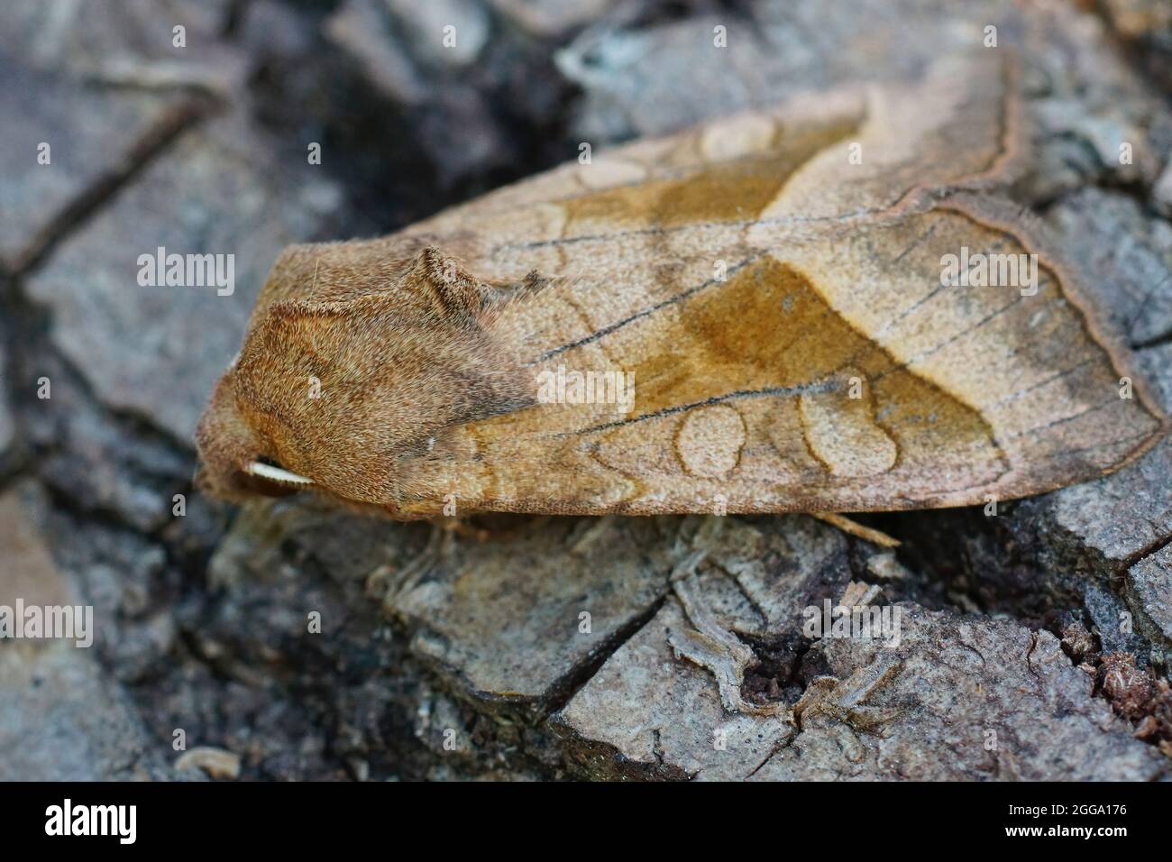 Closeup on the brown Potato skin borer moth, Hydraecia micacea o Stock Photo