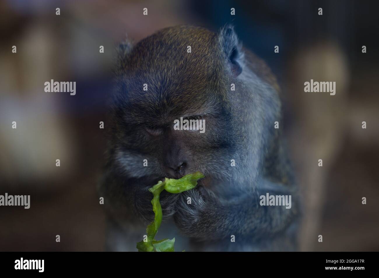 Cercopithecus Food Cercopithecine Primate High Resolution Stock Photography and Images - Alamy