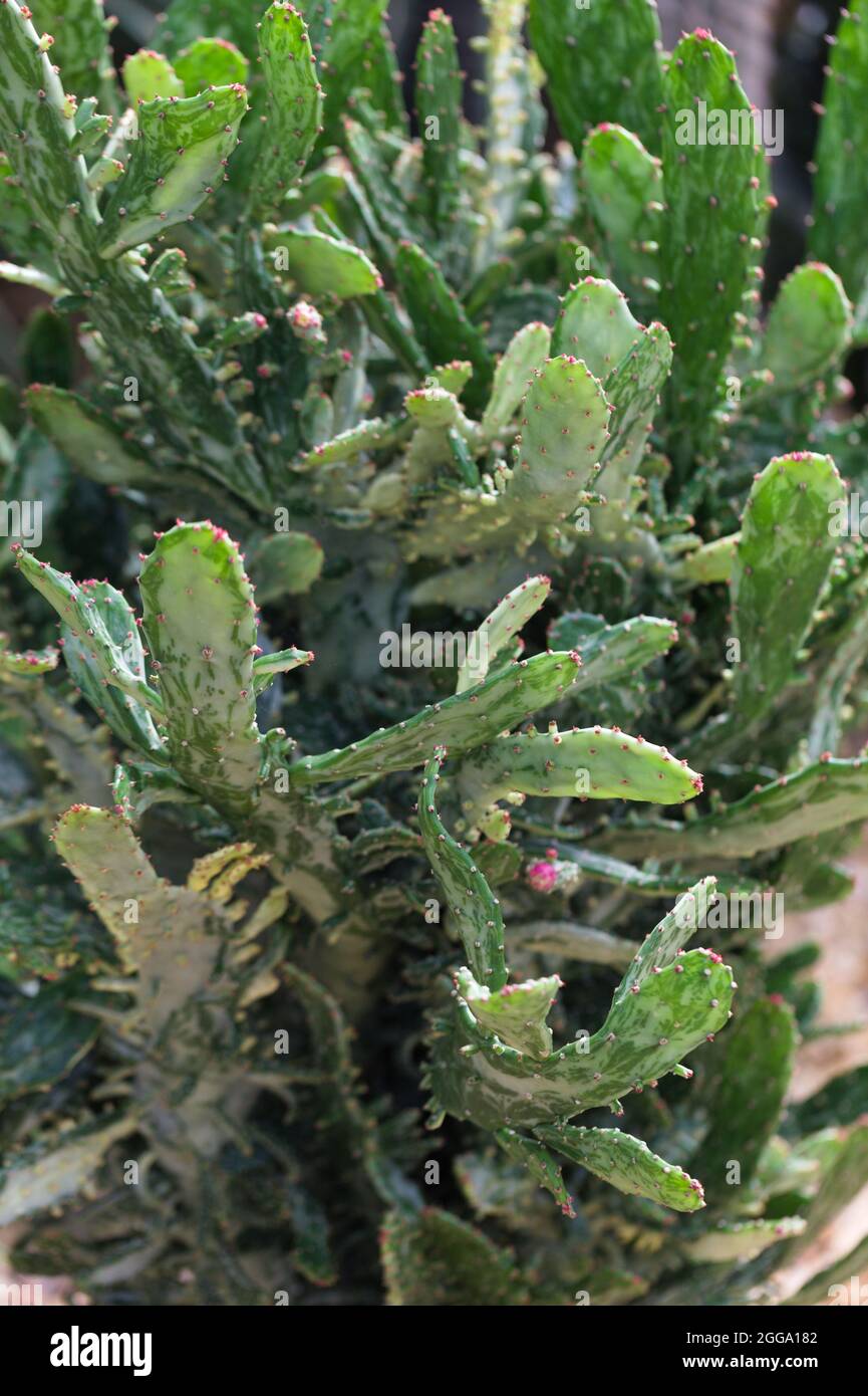 Drooping Prickly Pear Cactus ( Opuntia monacantha Stock Photo Alamy