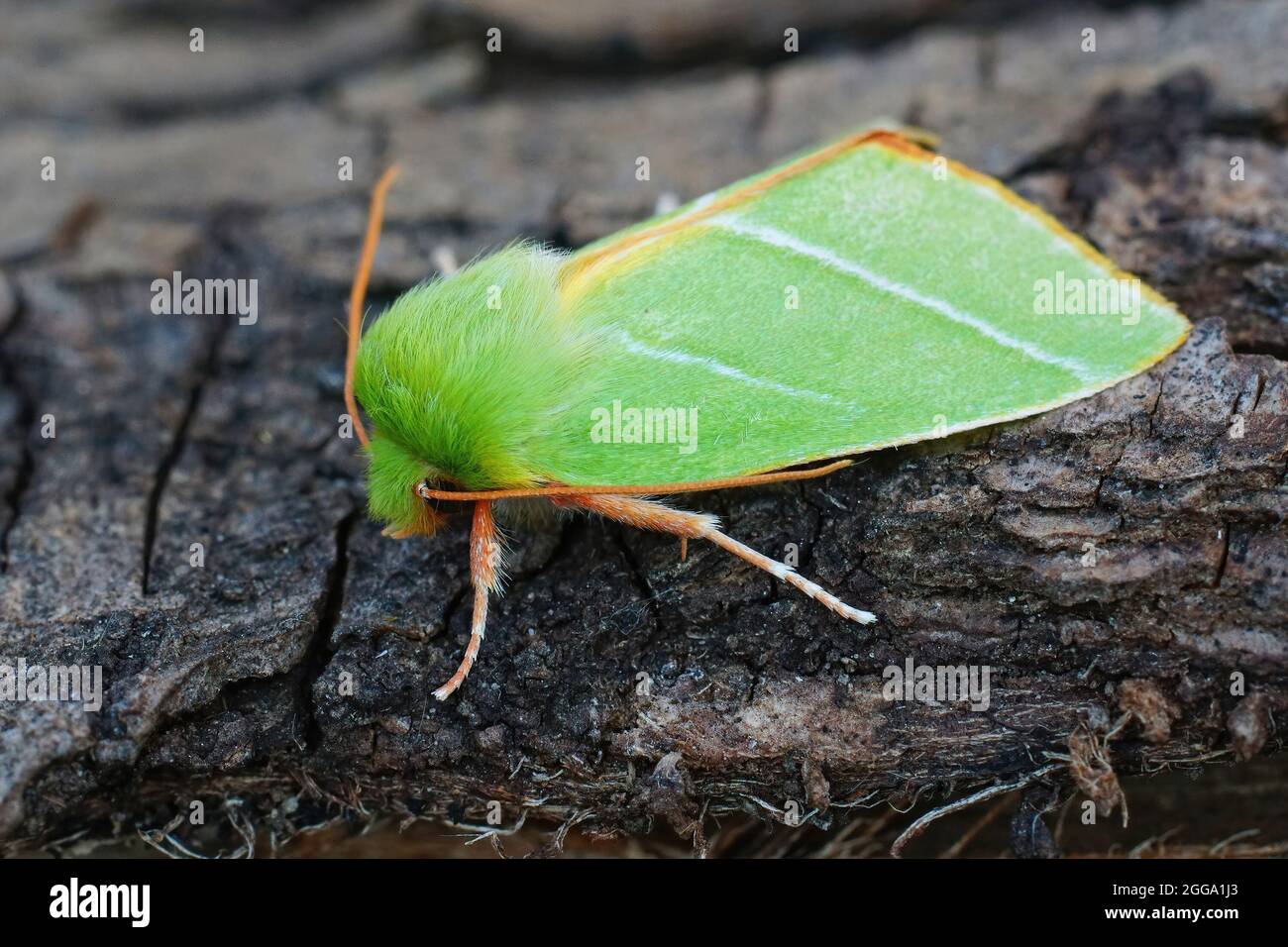 Closeup of the colorful green silver lines moth, Pseudoips prasinana Stock Photo