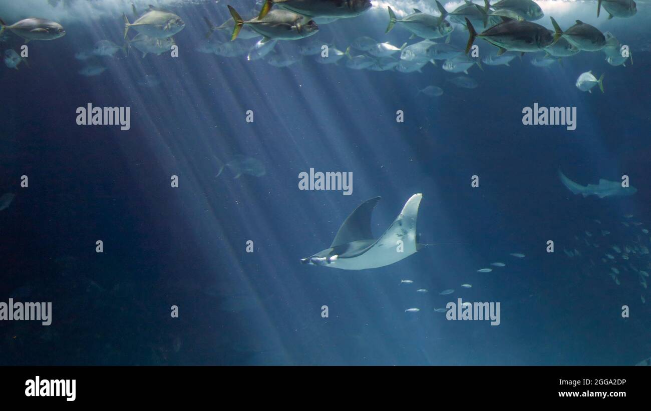 Big sea ray passing by, seeing underwater light beams. Aquarium photo. Stock Photo