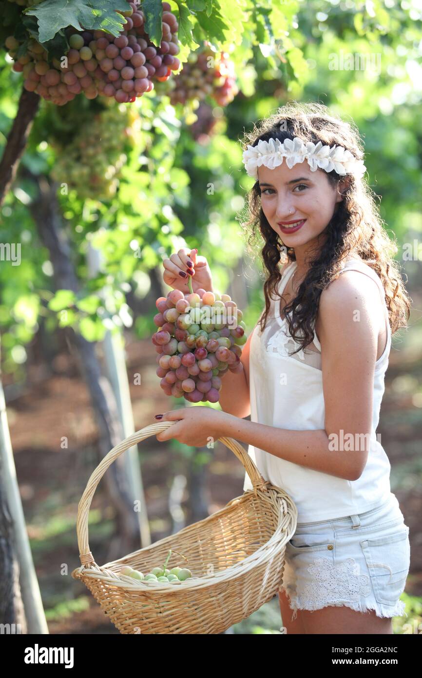 Young Teen girl in white dress picks grape in a vineyard Stock Photo
