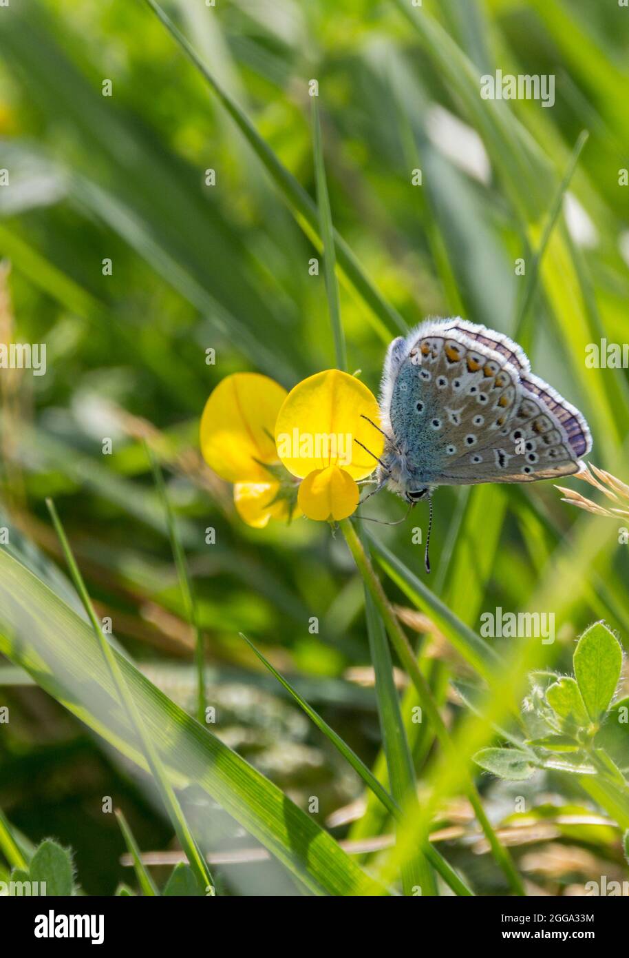 Common blue butterfly (Polyommatus icarus) male blue upperwings  dark border and white hairy outer edge, underwings grey brown dark spots and patterns Stock Photo