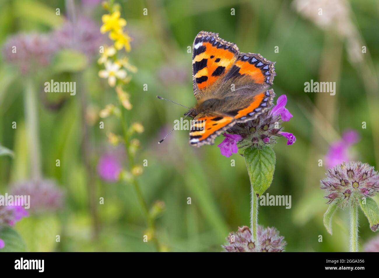 Small tortoiseshell butterfly (Aglais urticae) upperwings marbled orange yellow and black with blue half moons on rear edges smoky  brown underwings Stock Photo