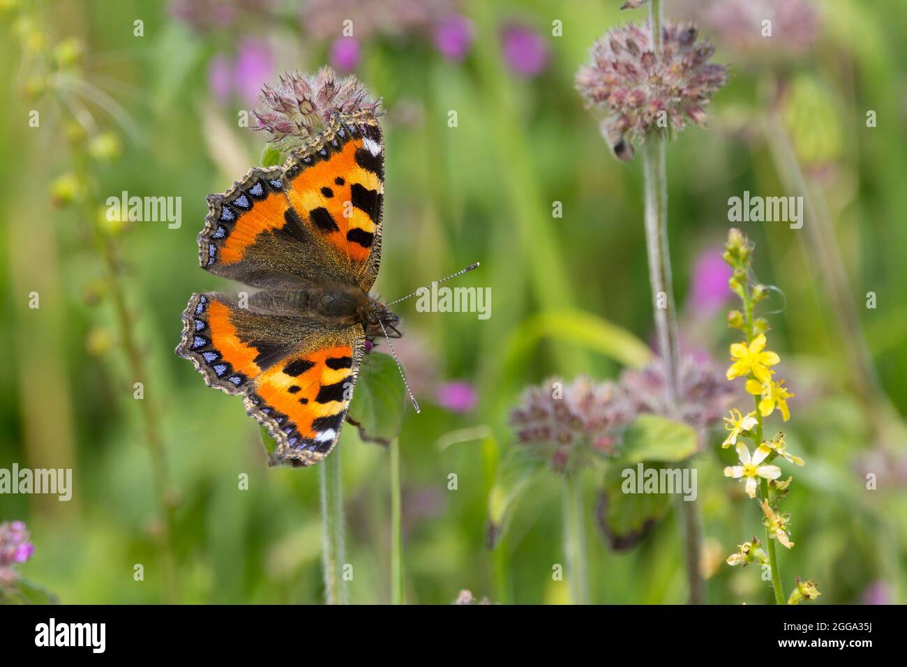Small tortoiseshell butterfly (Aglais urticae) upperwings marbled orange yellow and black with blue half moons on rear edges smoky  brown underwings Stock Photo