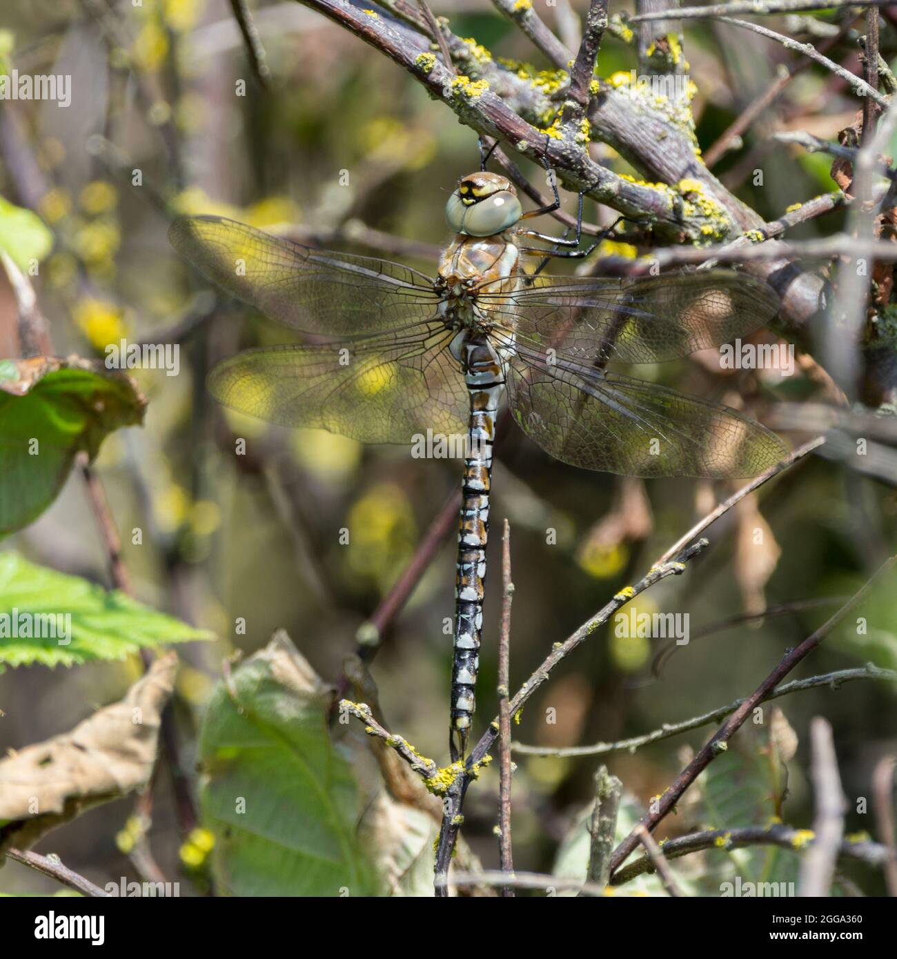Large uk southern hawker (or similar) resting in bushes has large compound eyes together blue grey and brown colours colors black bands along abdomen Stock Photo
