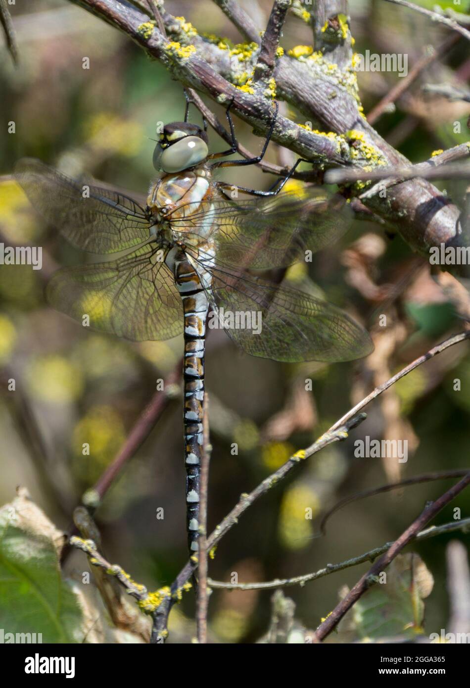 Large uk southern hawker (or similar) resting in bushes has large compound eyes together blue grey and brown colours colors black bands along abdomen Stock Photo