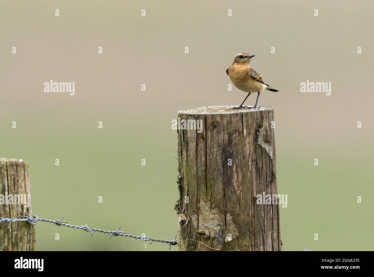 Wheatear (Oenanthe oenanthe) female bird in late summer plumage sandy brown dark tail and wing tips white rump perched on fence post look out for food Stock Photo