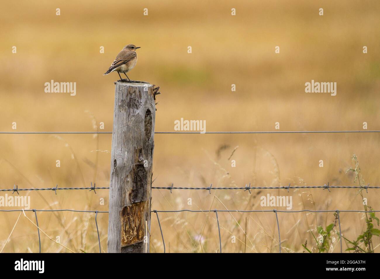 Wheatear (Oenanthe oenanthe) female bird in late summer plumage sandy brown dark tail and wing tips white rump perched on fence post look out for food Stock Photo