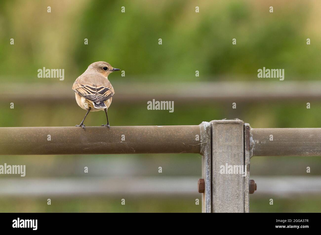 Wheatear (Oenanthe oenanthe) female bird in late summer plumage sandy brown dark tail and wing tips white rump perched on a rail looking out for food Stock Photo