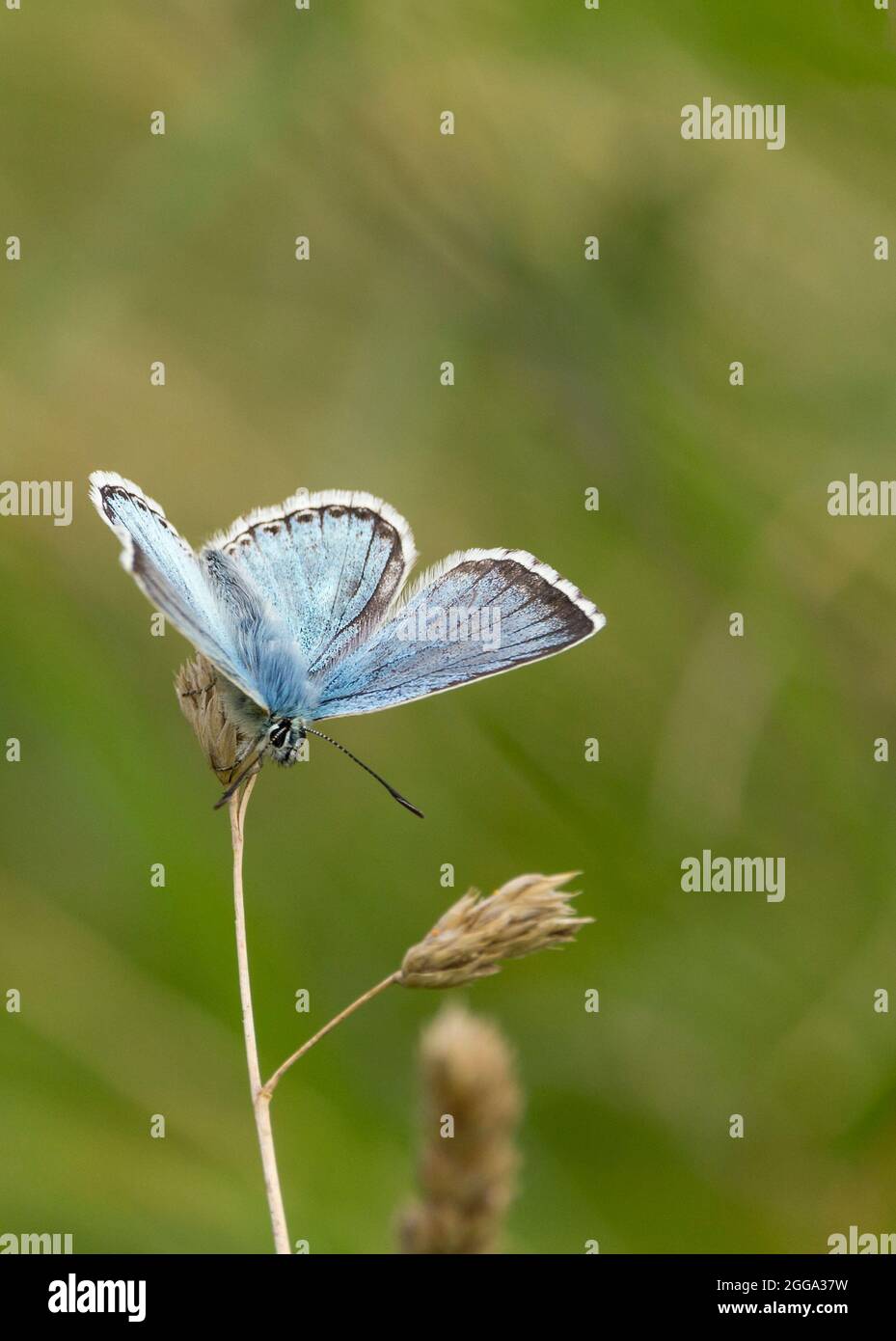 Common blue butterfly (Polyommatus icarus) male blue upperwings  dark border and white hairy outer edge, underwings grey brown dark spots and patterns Stock Photo