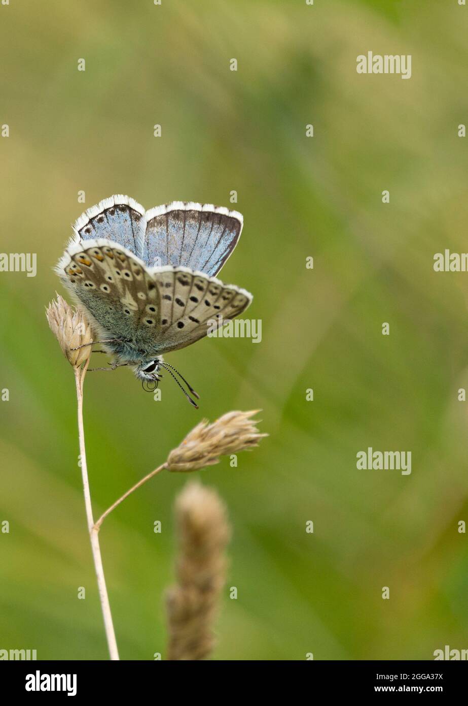 Common blue butterfly (Polyommatus icarus) male blue upperwings  dark border and white hairy outer edge, underwings grey brown dark spots and patterns Stock Photo