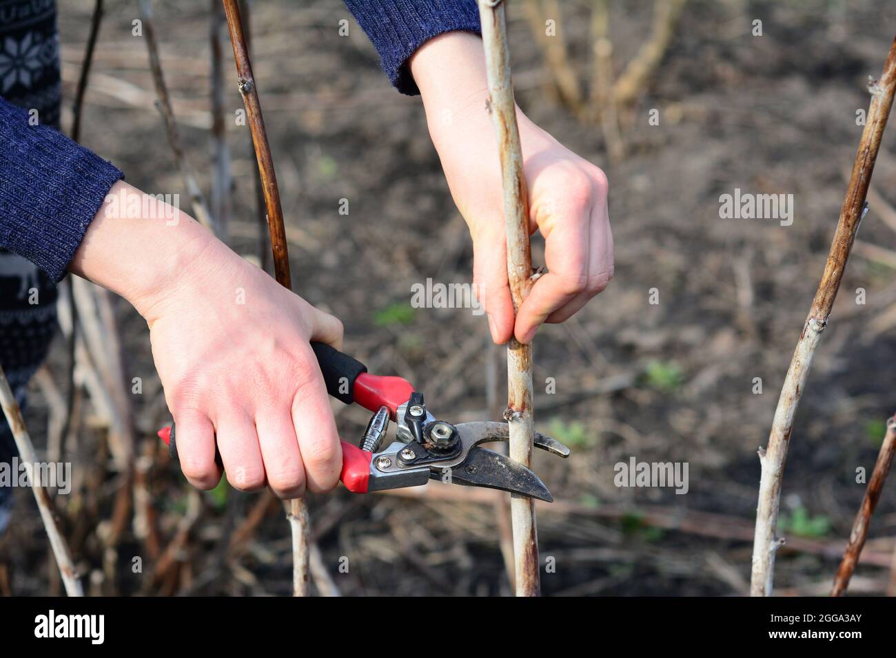 Prunning raspberry in early spring by removing the top 1/4 of the canes ...