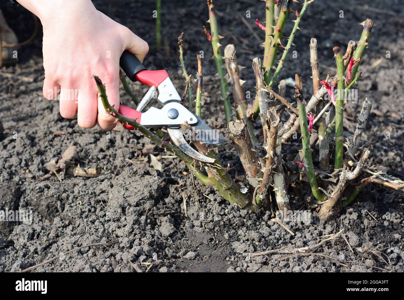 Pruning rose bush and cutting dead wood with bypass shears to prevent