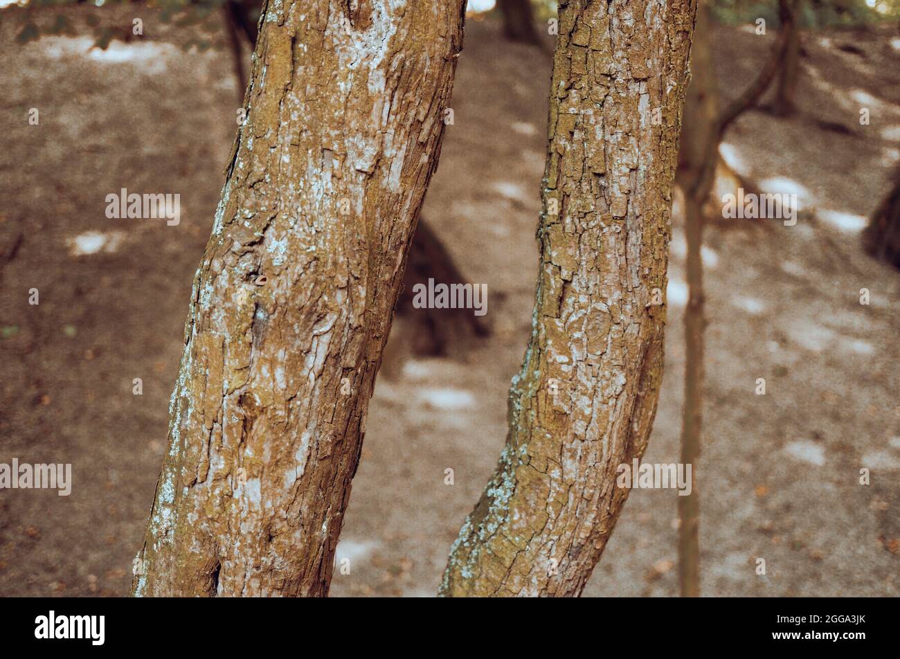 Closeup shot thin trunk hi-res stock photography and images - Alamy