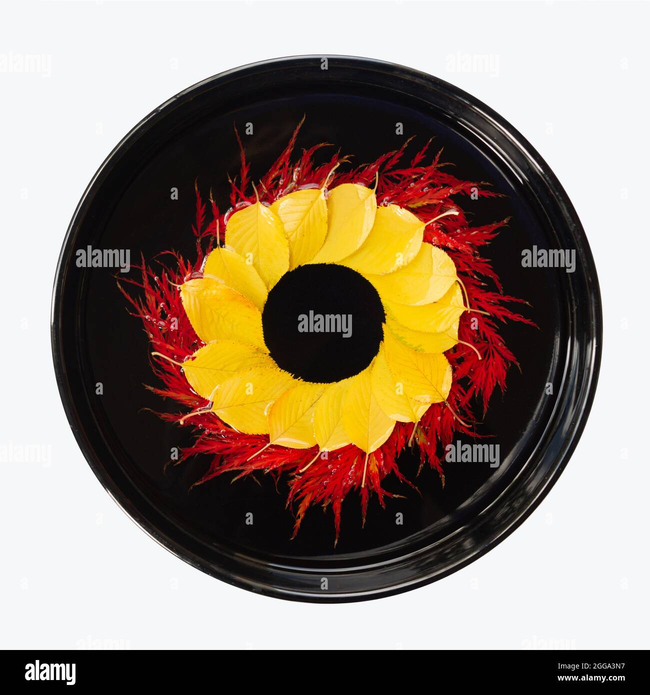 Floating floral art red and yellow fall leaves in a round black vase isolated on white background Stock Photo