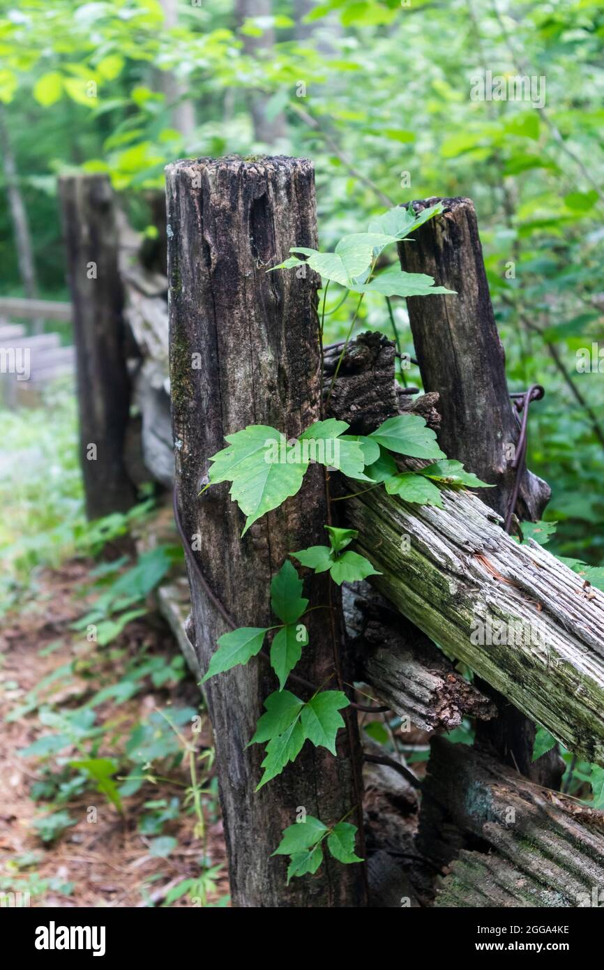 Poison Ivy growing up a split rail fence post. Stock Photo