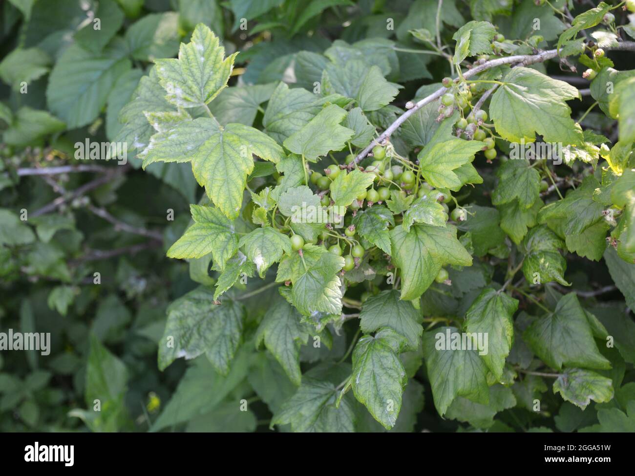 Black currant bush with downy mildew, powdery mildew disease on the leaves  in a wet season Stock Photo