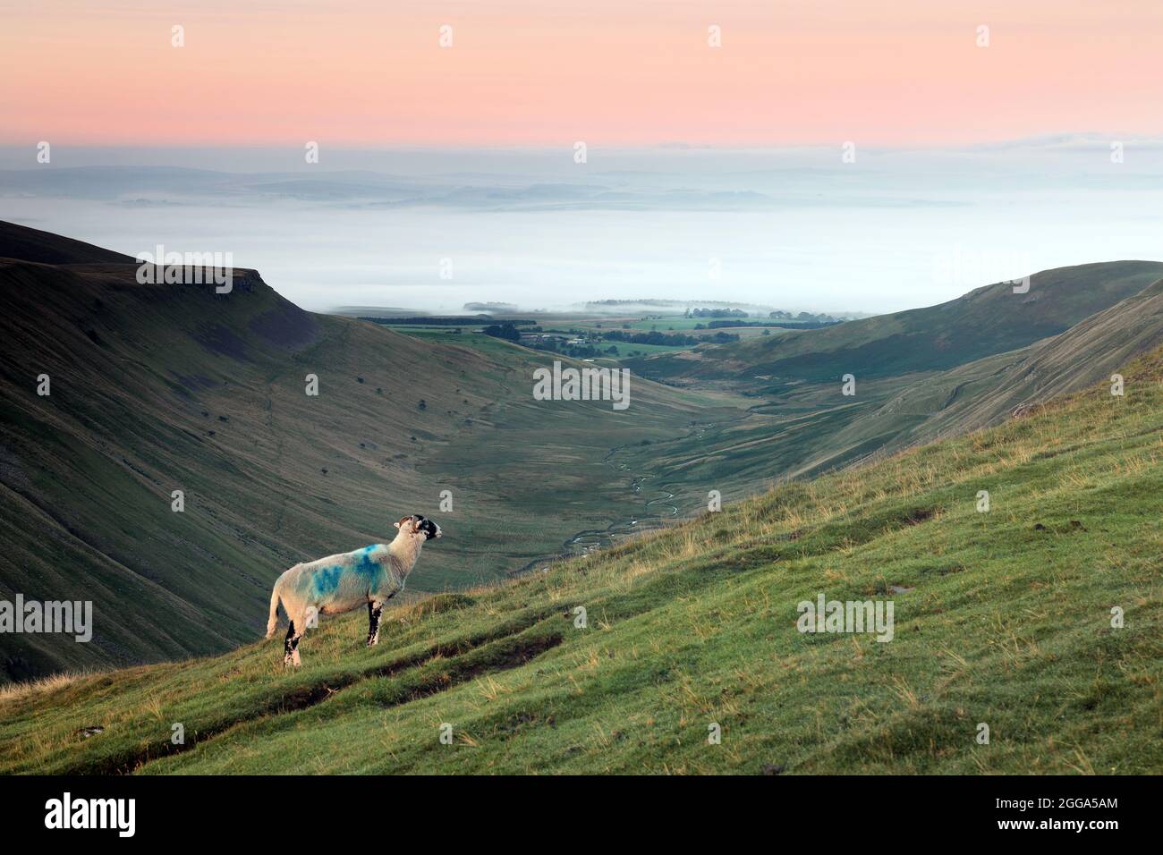 Sheep Illuminated by Early Morning Light and the View down High Cup to ...