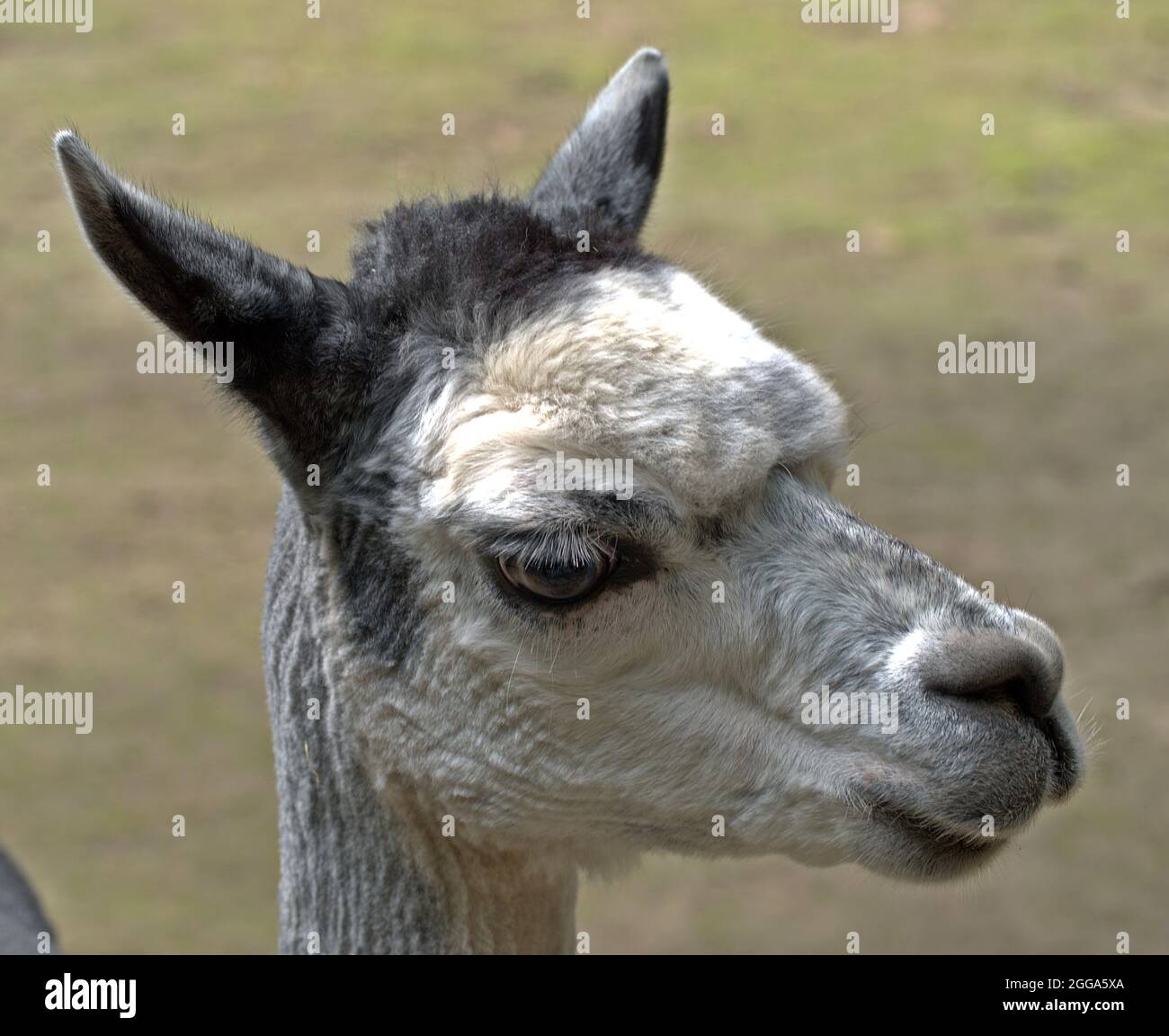 Portrait of an alpaca Stock Photo