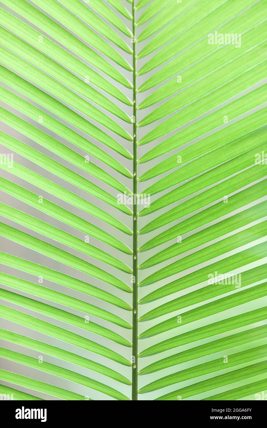 Closeup green tropical palm leaves in sunlight. Abstract lines and