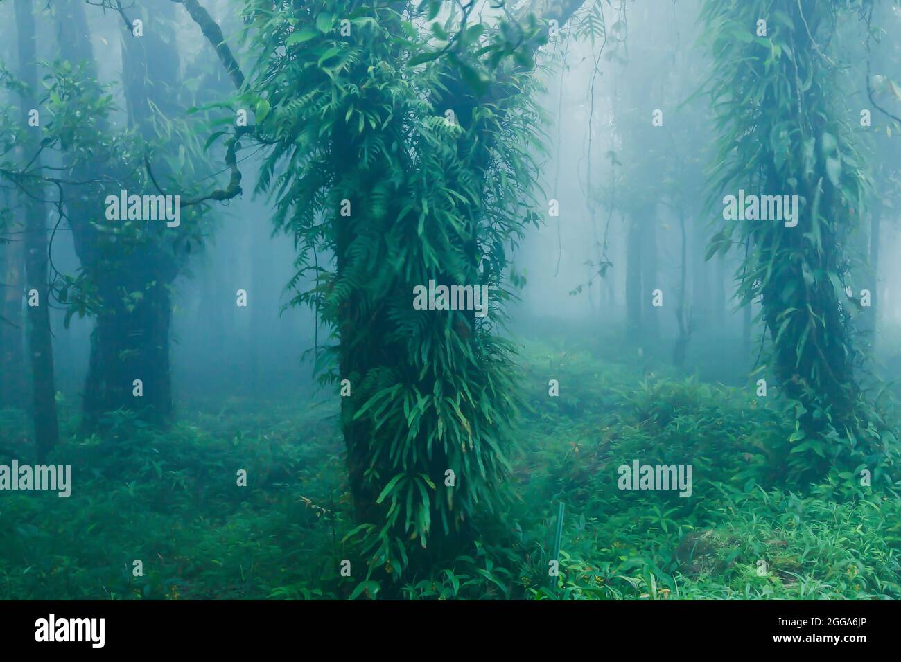 Landscape of pure tropical rainforest in rain season. Green tropical plants growing in the trees trunk and branches. Khao Yai National Park, Thailand. Stock Photo