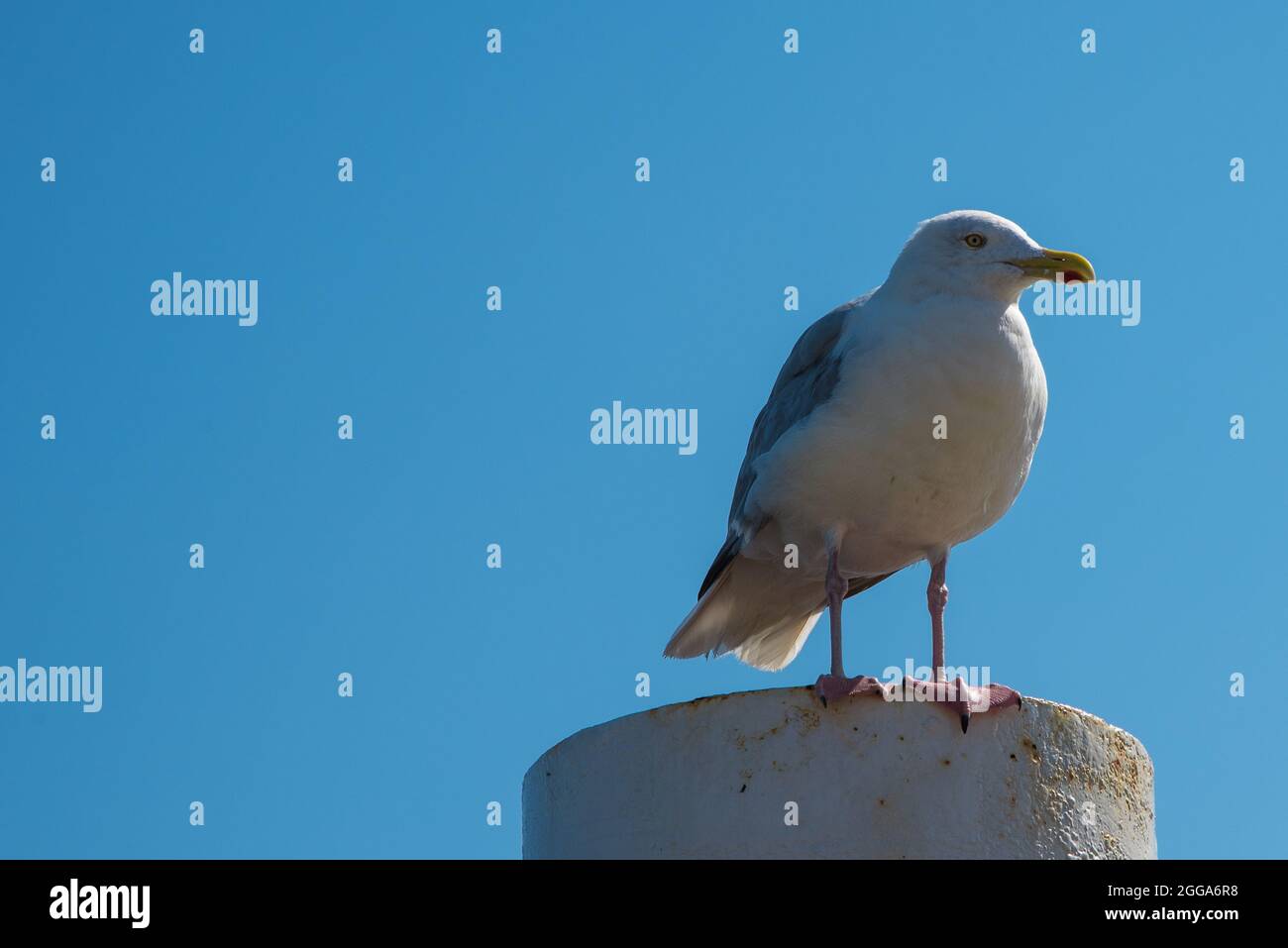 Texel, the Netherlands. August 13, 2021.Screaming seagull on a mooring post. High quality photo Stock Photo