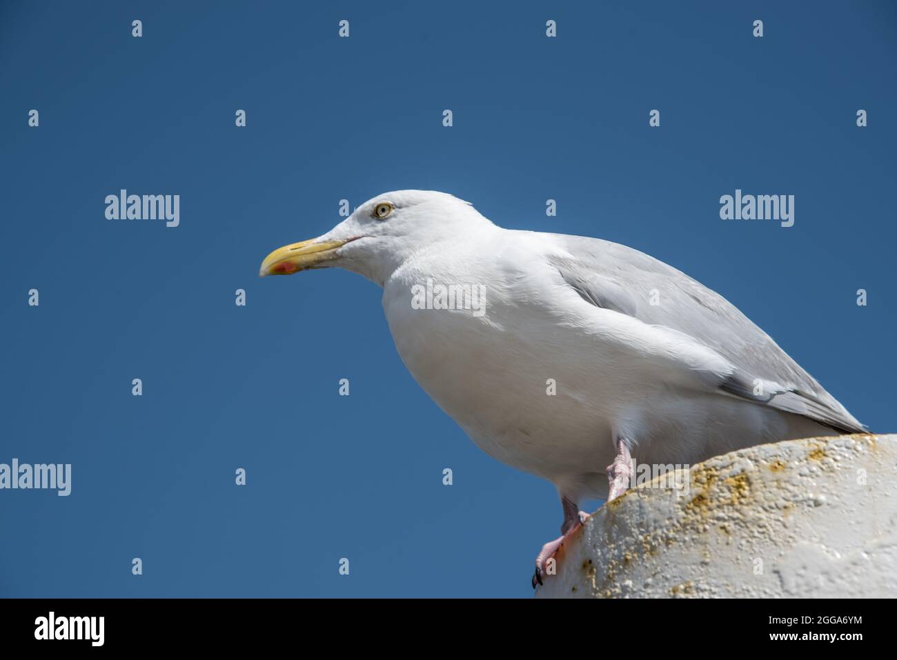 Texel, the Netherlands. August 13, 2021.Screaming seagull on a mooring post. High quality photo Stock Photo