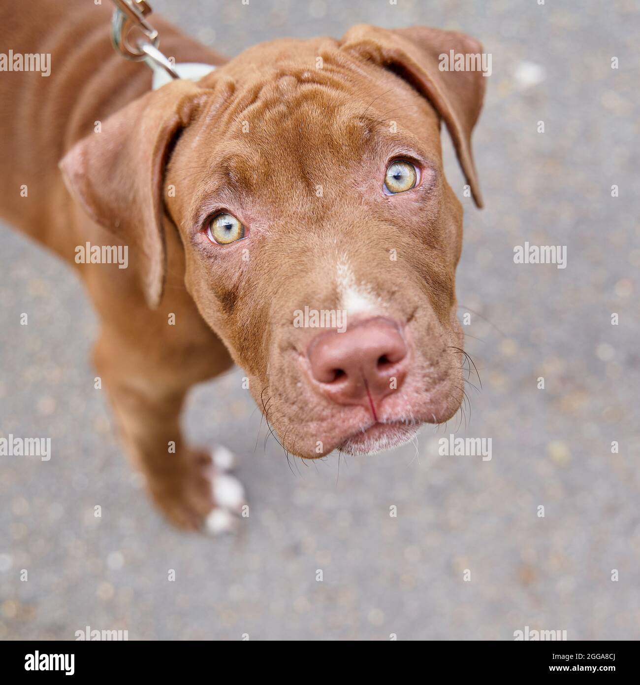 Adorable american pitbull terrier on leash seriously looking at camera with curiosity outdoors Stock Photo