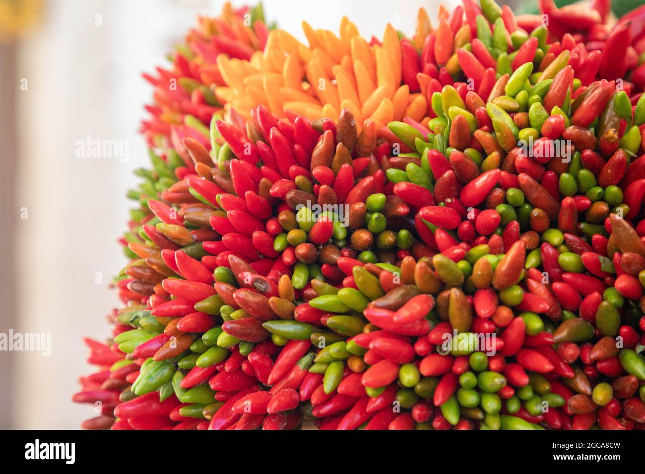Peperoncino piccante di vari colori- ingredienti e spezie naturali biologiche Stock Photo