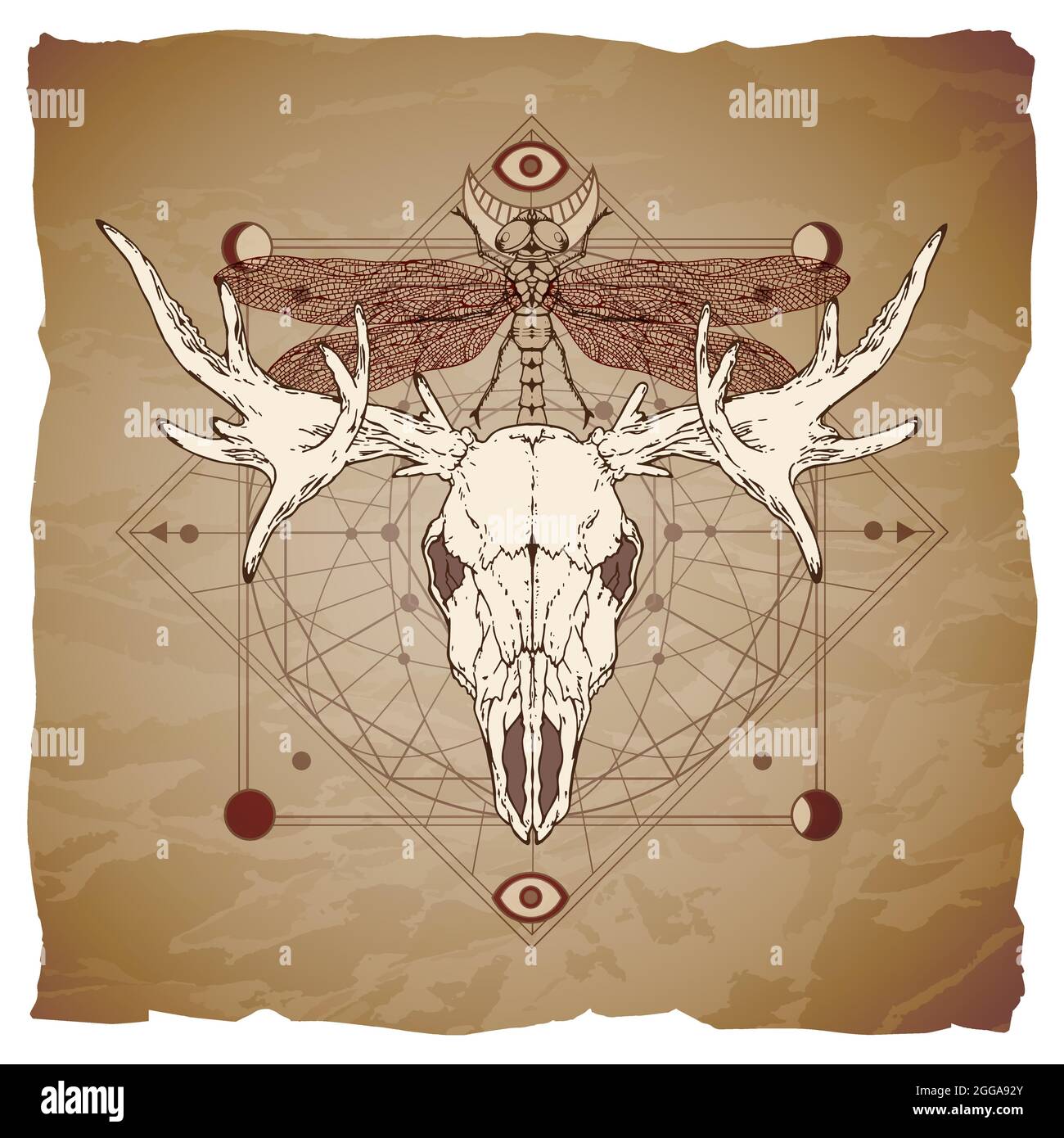 Vector illustration with hand drawn moose skull, dragonfly and Sacred geometric symbol on vintage paper background with torn edges. Stock Vector