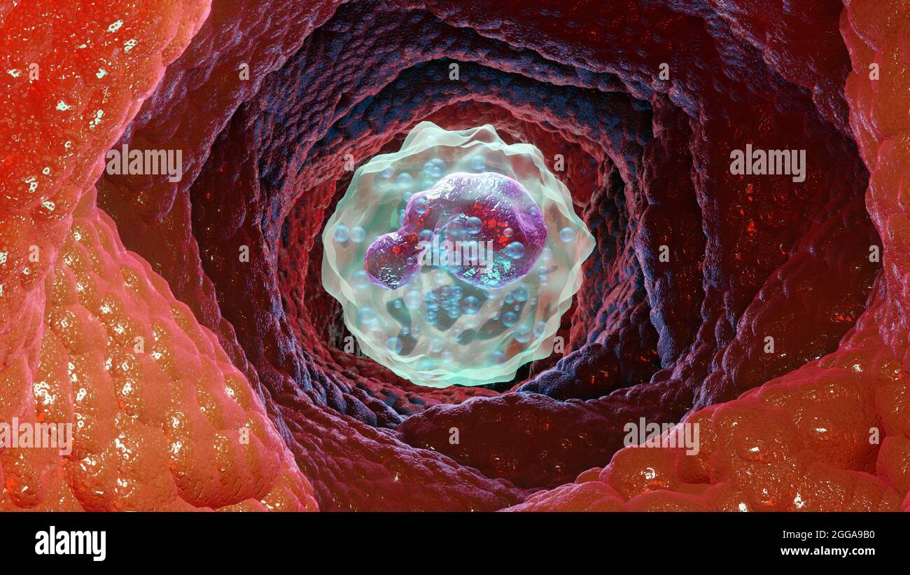 3d Illustration of Basophil type Leukocyte cell, white blood cells, 3d render Stock Photo