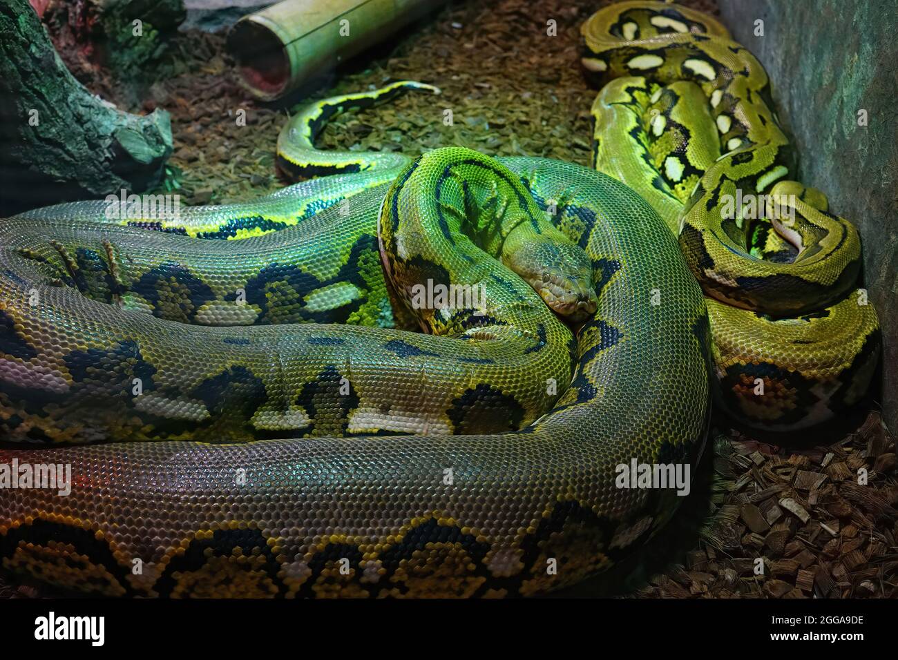 Closeup on one amethystine python or Simalia Amethistina Stock Photo