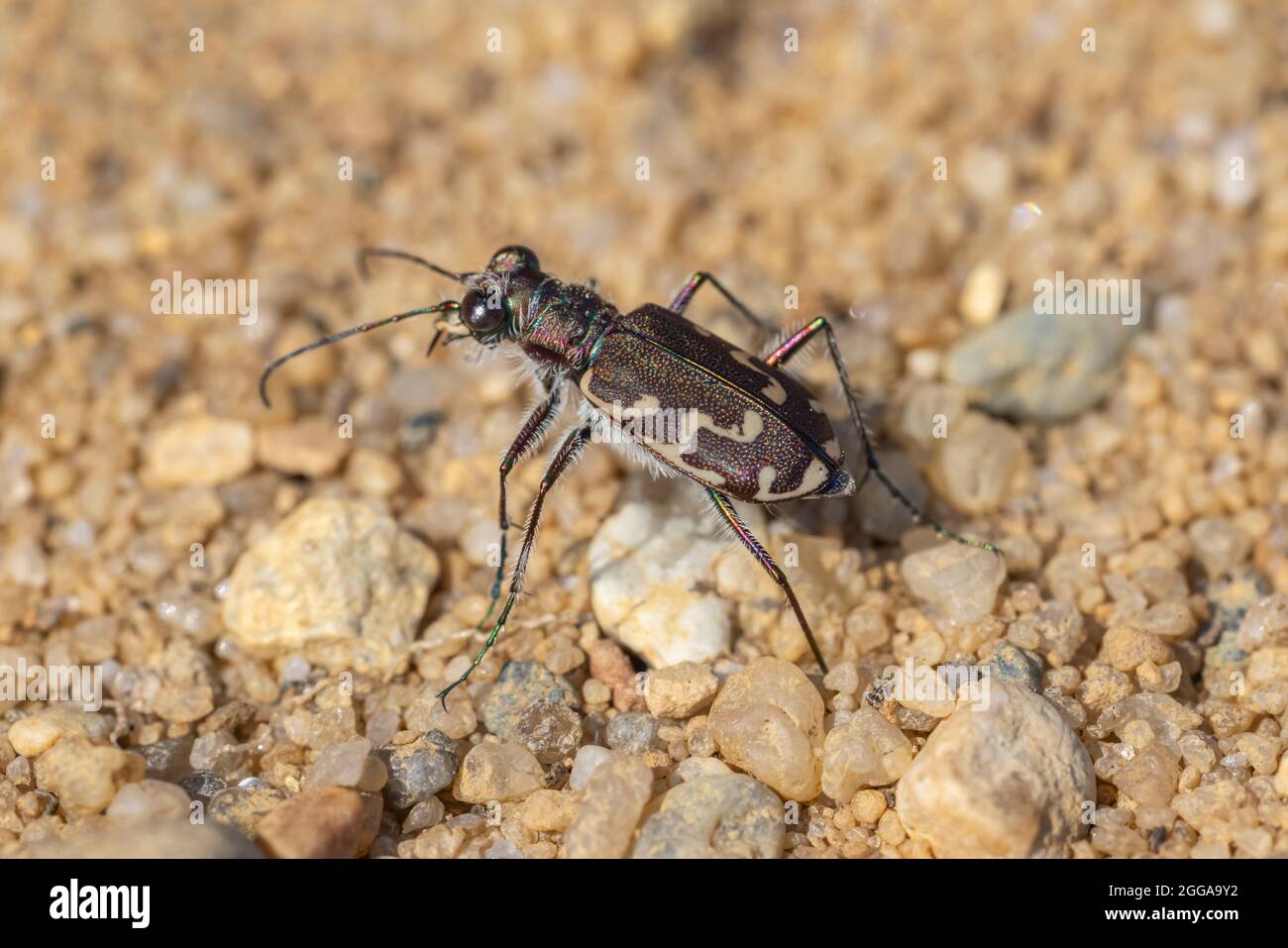 A Bronzed Tiger Beetle (Cicindela repanda) forages on a sandy beach. Stock Photo