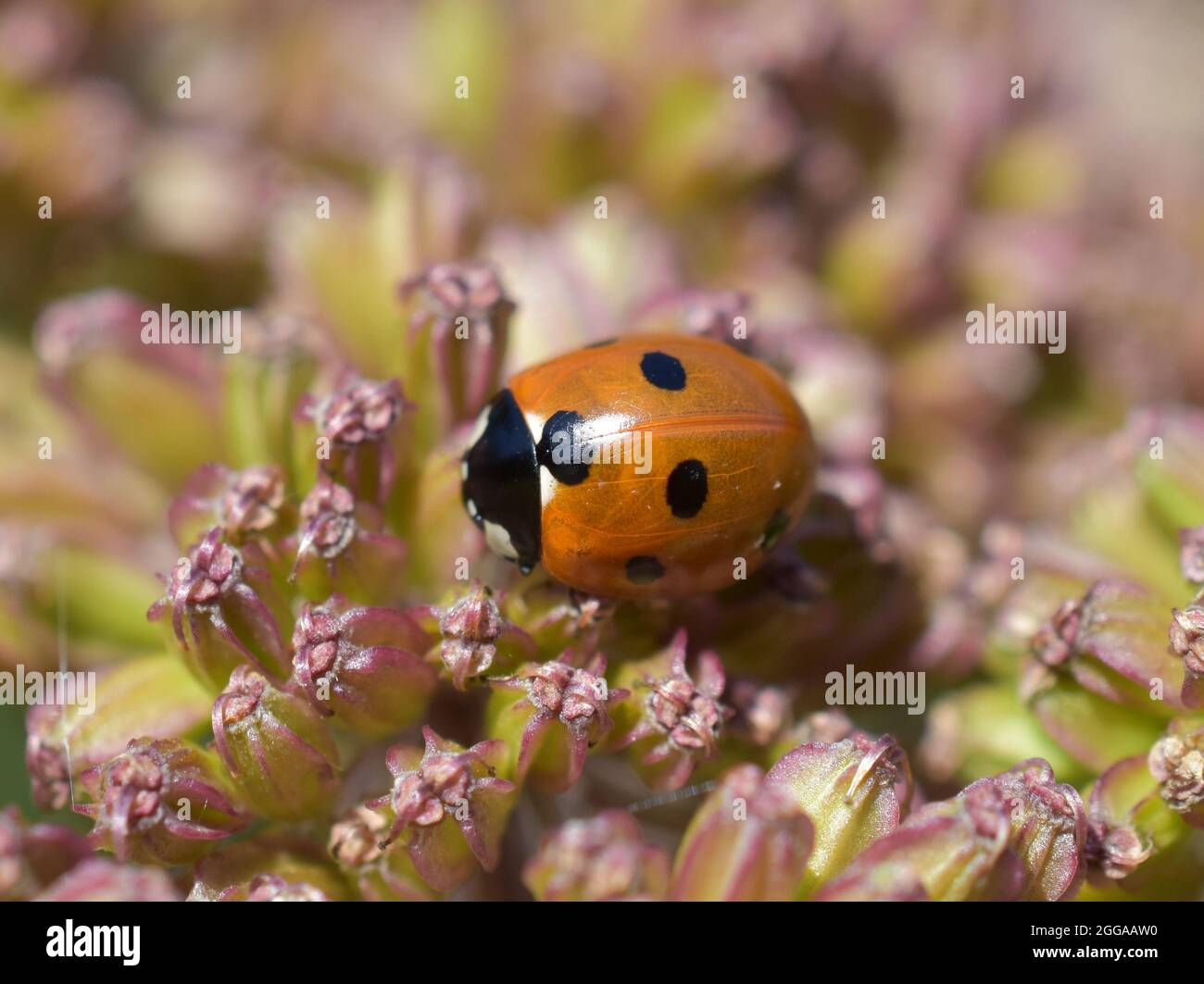 Sevenspotted ladybird coccinella septempunctata on a pink plant Stock Photo