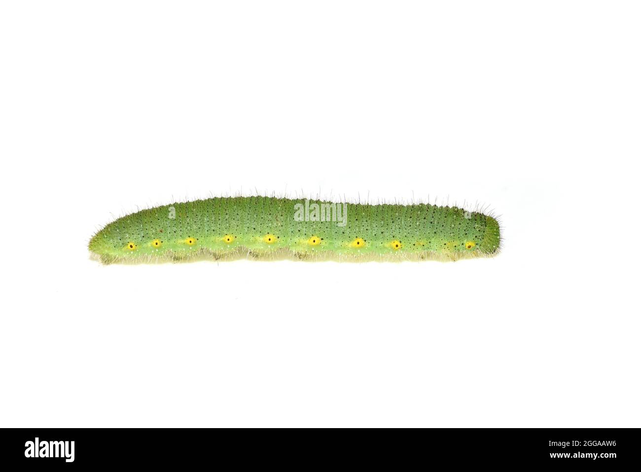 Green caterpillar larva from the white butterfly pieris napi isolated on white background Stock Photo