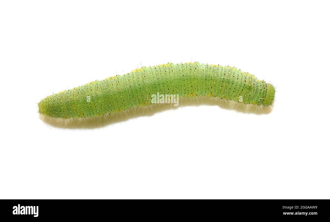 Green caterpillar larva from the white butterfly pieris napi isolated on white background Stock Photo