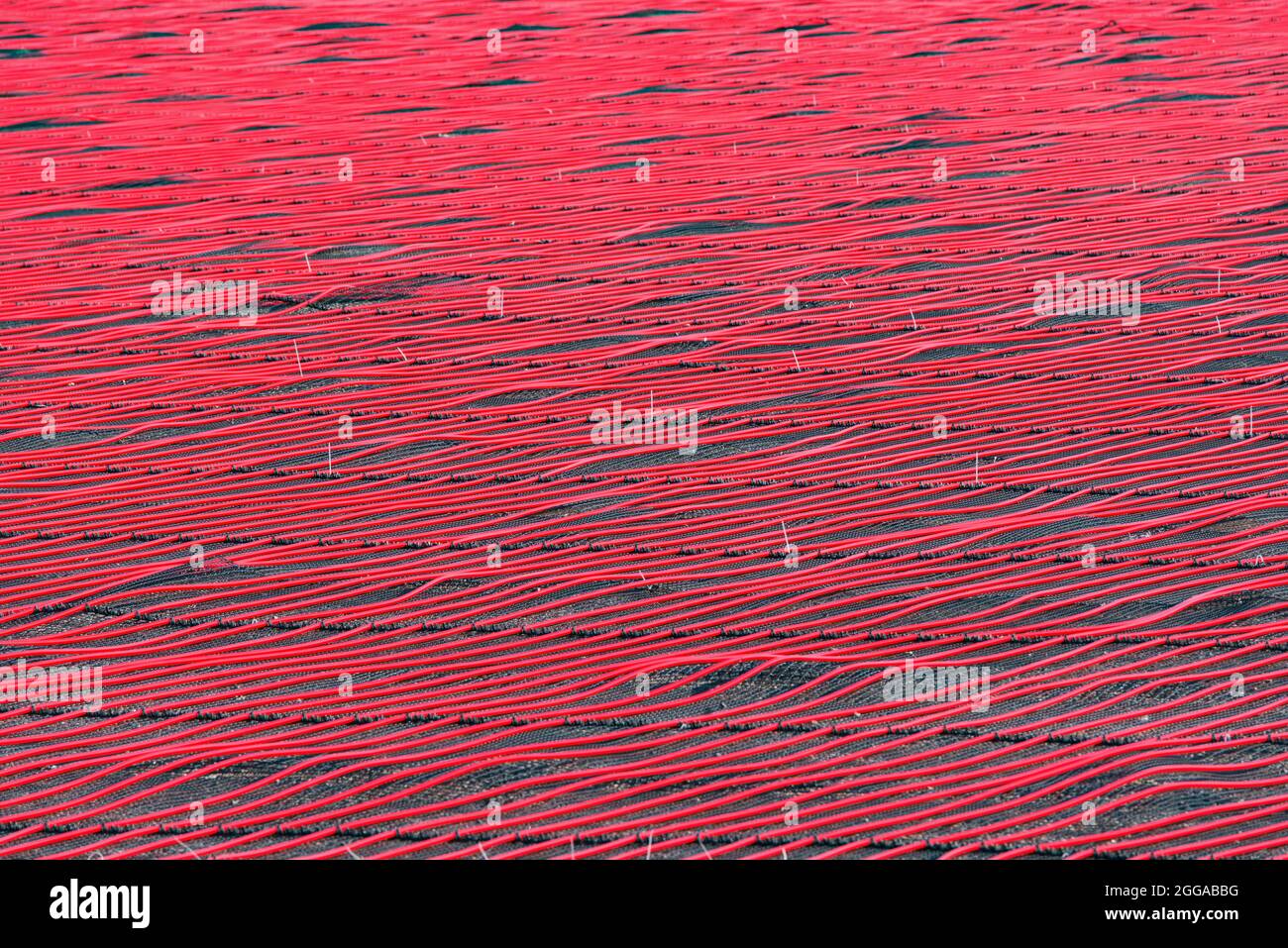 Water heating system of the new soccer field Stock Photo Alamy